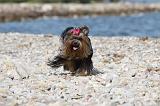 YORKSHIRE TERRIER 297